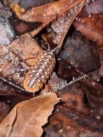 Armadillidium klugii 'Split'  Isopods beschikbaar voor biedingen