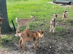 Dwerggeit bok bokje dwerg, Dieren en Toebehoren, Schapen, Geiten en Varkens, Mannelijk, Geit, 0 tot 2 jaar