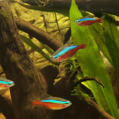 Kardinaaltetra - Cheirodon axelrodi, Dieren en Toebehoren, Vissen | Aquariumvissen, Zoetwatervis, Vis, Schoolvis