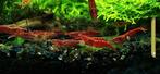 Rode Neocaridina garnalen €0,99 p/st, Dieren en Toebehoren, Vissen | Aquariumvissen, Kreeft, Krab of Garnaal, Zoetwatervis, Schoolvis