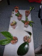 Hoya pakket 7x voor €10, Huis en Inrichting, Kamerplanten, Ophalen of Verzenden, Overige soorten, Minder dan 100 cm