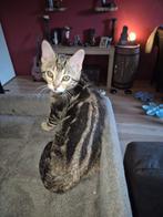 Bengaal katertje mag het nest verlaten!, Dieren en Toebehoren, Kater, Ontwormd, 0 tot 2 jaar