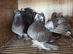 Te koop koppel indiaanse pauwstaarten, Dieren en Toebehoren, Vogels | Duiven, Meerdere dieren, Overige soorten