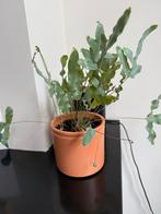 Blauwvaren plant kamerplant, Ophalen, Overige soorten, Minder dan 100 cm