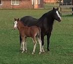 Te koop Welsh a merrie met hengstveulen., A pony (tot 1.17m), 0 tot 2 jaar