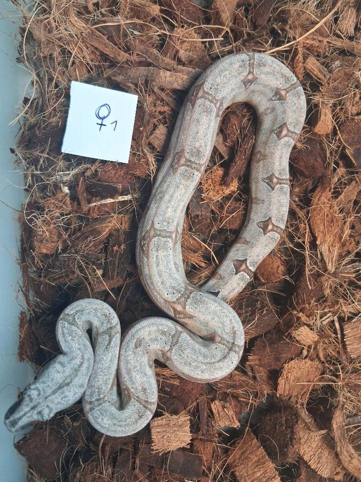 Boa Constrictor Amarali