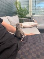 Cocktail vogel, Vrouwelijk