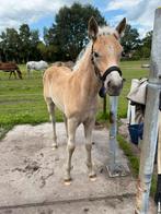 Prachtig haflinger hengstveulen, Dieren en Toebehoren, Pony's, Hengst, Niet van toepassing, Gechipt, 0 tot 2 jaar
