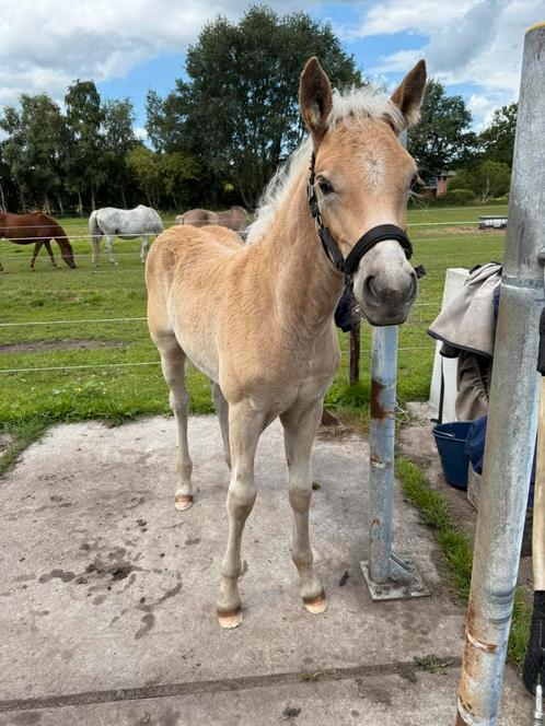 Prachtig haflinger hengstveulen, Dieren en Toebehoren, Pony's, Hengst, Niet van toepassing, 0 tot 2 jaar, Met stamboom, Gechipt