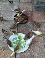 Kanaries te koop!, Dieren en Toebehoren, Vogels | Overige Vogels, Meerdere dieren, Tropenvogel