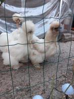 4 zijde hoender hennen, Dieren en Toebehoren, Pluimvee, Vrouwelijk, Kip