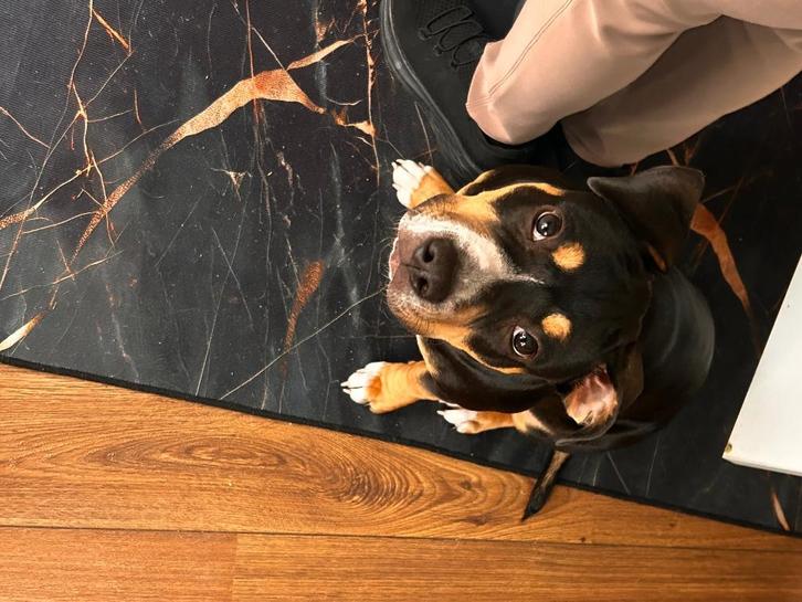 Kruising pocket bully pitbull, Dieren en Toebehoren, Honden | Bulldogs, Pinschers en Molossers, Teef, Overige rassen, Particulier