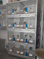 Kweekkooi, Dieren en Toebehoren, Vogels | Hokken en Kooien, Ophalen of Verzenden, Kunststof, Broedkooi of Kweekkooi