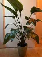 Mooie strelitzia nicolai, Huis en Inrichting, Groene kamerplant, Ophalen, Halfschaduw, 100 tot 150 cm