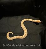 Heterodon Nasicus Haakneus slang 1.1 Conda Albino het. …., Slang, 0 tot 2 jaar