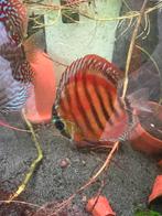 Discus groep 12x, Dieren en Toebehoren, Vissen | Aquariumvissen, Vis