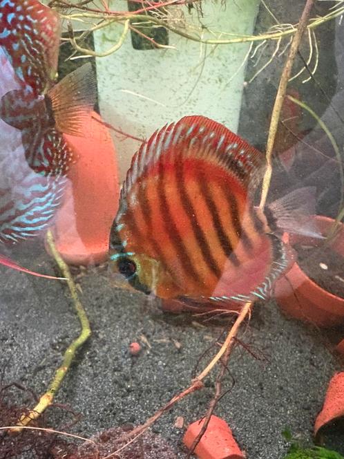Discus groep 12x, Dieren en Toebehoren, Vissen | Aquariumvissen, Vis