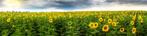 Zonnebloemen - panoramische fotoprint, Verzamelen, Foto's en Prenten, Natuur, Verzenden, 1980 tot heden, Foto