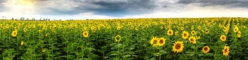 Zonnebloemen - panoramische fotoprint, Verzamelen, Foto's en Prenten, Nieuw, Foto, Natuur, 1980 tot heden, Verzenden