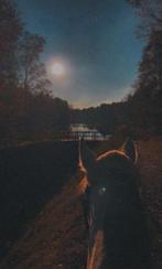 Ter lease aan geboden op locatie, Dieren en Toebehoren, Paarden en Pony's | Overige Paardenspullen, Ophalen, Overige soorten