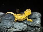 Tricolor wimpergekko man, Dieren en Toebehoren, Reptielen en Amfibieën, Hagedis