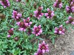 Prunella Grandiflora Bijenkorfje, Ophalen, Bodembedekkers, Volle zon, Vaste plant