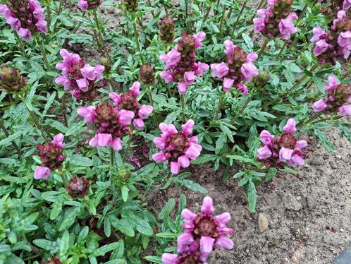 Prunella Grandiflora Bijenkorfje, Tuin en Terras, Planten | Tuinplanten, Vaste plant, Bodembedekkers, Volle zon, Zomer, Ophalen