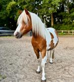 Lieve NMPRS pony te koop ; mooie ruin beleerd, Dieren en Toebehoren, Pony's, Gechipt, Ruin, Niet van toepassing, A pony (tot 1.17m)