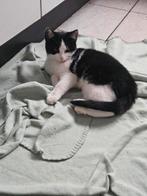 3 jonge poesjes, Poes