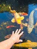 Koi's en twee steuren te koop ivm beëindigen van hobby, Karper of Koi