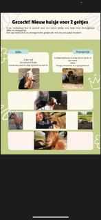 Gezocht nieuw huisje voor twee lieve geitjes, Dieren en Toebehoren, Vrouwelijk, Geit