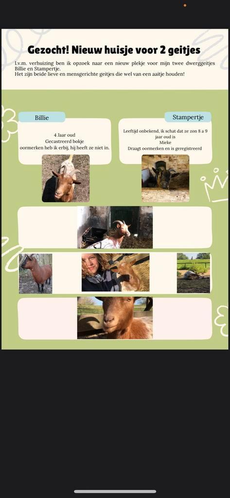 Gezocht nieuw huisje voor twee lieve geitjes, Dieren en Toebehoren, Schapen, Geiten en Varkens, Geit, Vrouwelijk