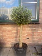 Schitterende Olijfboom Olijfbomen Olijf boom 160 cm, 100 tot 250 cm, Olijfboom, Ophalen, Volle zon