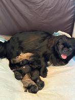 Boomertjes 3 zwart klein blijvend, Dieren en Toebehoren, Honden | Teckels en Dashonden, Parvo, Standaard, 8 tot 15 weken, Langhaar