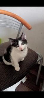 Katje 2 maanden oud, Dieren en Toebehoren, Katten en Kittens | Overige Katten, Poes, 0 tot 2 jaar