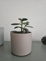 Leuke kamerplantjes in pot, Tuin en Terras, Planten | Tuinplanten, Overige soorten, Vaste plant, Ophalen of Verzenden, Bloeit niet