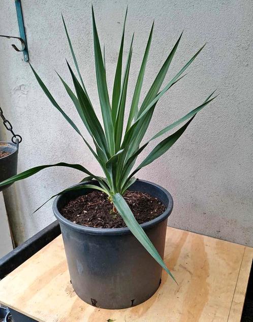 Te koop palm lelie, Tuin en Terras, Planten | Tuinplanten, Ophalen