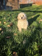 Bij ons geboren Poedel pupjes Geen import, Poedel, Parvo, België, 8 tot 15 weken