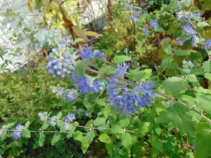 Caryopterisstekken  met wortel, Tuin en Terras, Planten | Tuinplanten, Vaste plant, Overige soorten, Volle zon, Herfst, Ophalen of Verzenden