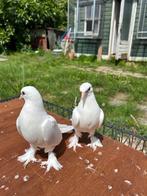 Takla duiven tuimelaar, Dieren en Toebehoren, Vogels | Duiven, Meerdere dieren, Tuimelaar of Roller