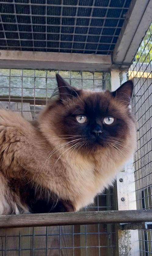 Neva Masquerade Kater, Seal Piont., Dieren en Toebehoren, Katten en Kittens | Raskatten | Langhaar, Kater