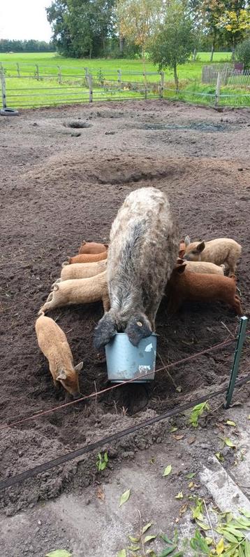 Biggen Hongaars wolvarken  beschikbaar voor biedingen