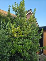 Laurier laurus Nobilis. Ongeveer 4 meter hoog, Ophalen, Halfschaduw, Overige soorten