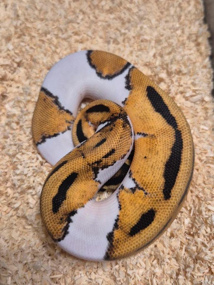 Python regius 0.1 super orange dream piebald