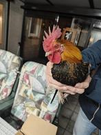 1x klein serama haantje of haan / 790 gram / B - klasse, Dieren en Toebehoren, Pluimvee, Mannelijk, Kip