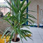 Plant⁷, Tuin en Terras, Ophalen, Overige soorten, Volle zon