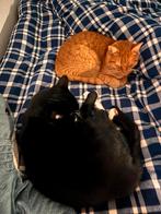 Mick OKHxEuropese korthaar en Mees, Europese korthaar, Dieren en Toebehoren, Katten en Kittens | Overige Katten, Kater