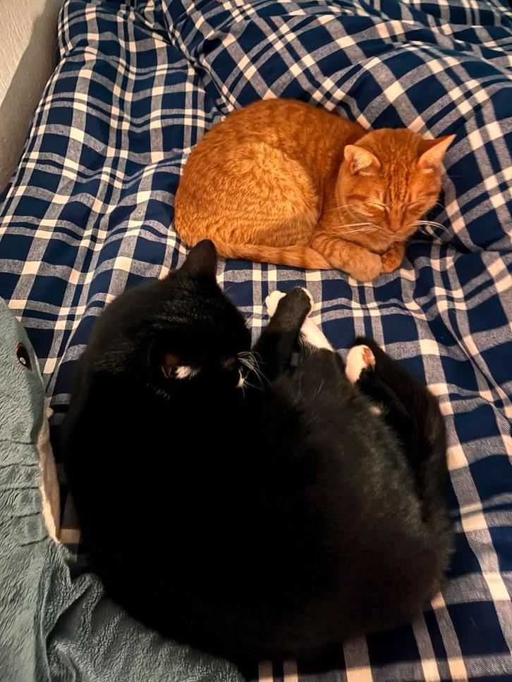 Mick OKHxEuropese korthaar en Mees, Europese korthaar, Dieren en Toebehoren, Katten en Kittens | Overige Katten, Kater