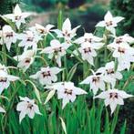 Acidanthera bicolor (Abbesijnse Gladiool), Tuin en Terras, Bloembollen en Zaden, Ophalen of Verzenden, Gehele jaar, Bloembol, Volle zon