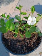 Vinca, maagdenpalm bodembedekkers, Ophalen of Verzenden, Zomer, Bodembedekkers, Halfschaduw